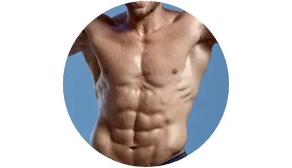 Muscles de l'abdomen