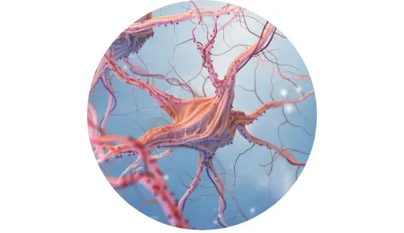 Syst&egrave;me nerveux normal