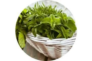 Sélection des plantes