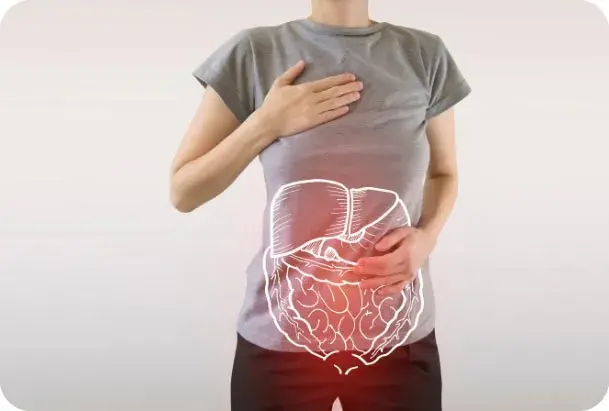 Fonction des enzymes digestives