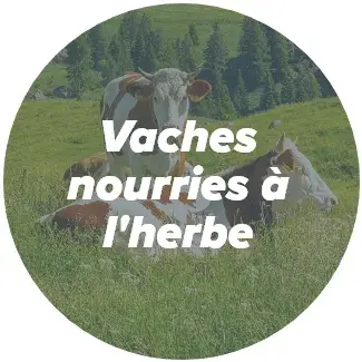 vaches nourries &agrave; l'herbe