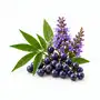 Vitex (Agnus castus)
